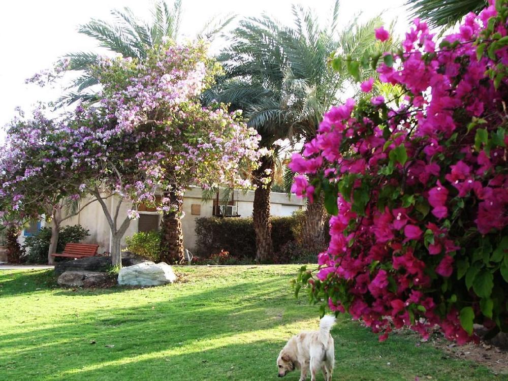 Eilot Kibbutz Country Lodging Eilat Eksteriør bilde